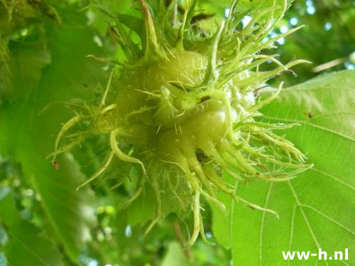 Corylus colurna